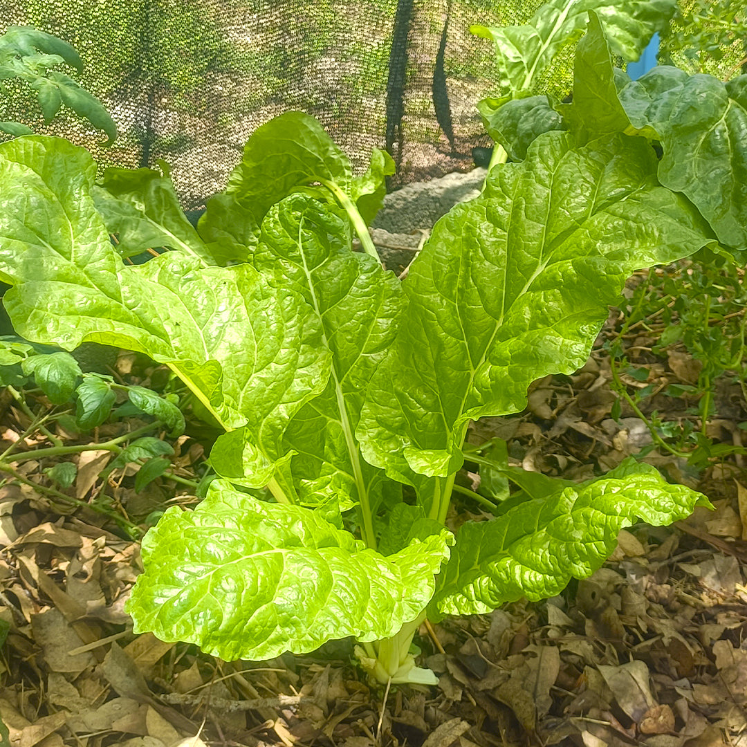 SEMILLAS para siembra - ACELGA