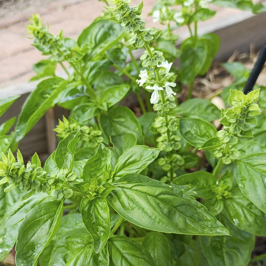 SEMILLAS para siembra - ALBAHACA GENOVESA