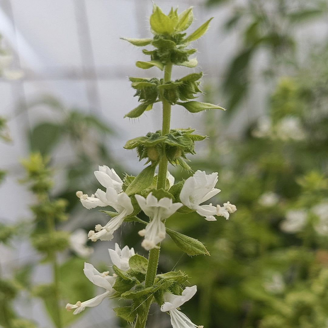 SEMILLAS para siembra - ALBAHACA GENOVESA