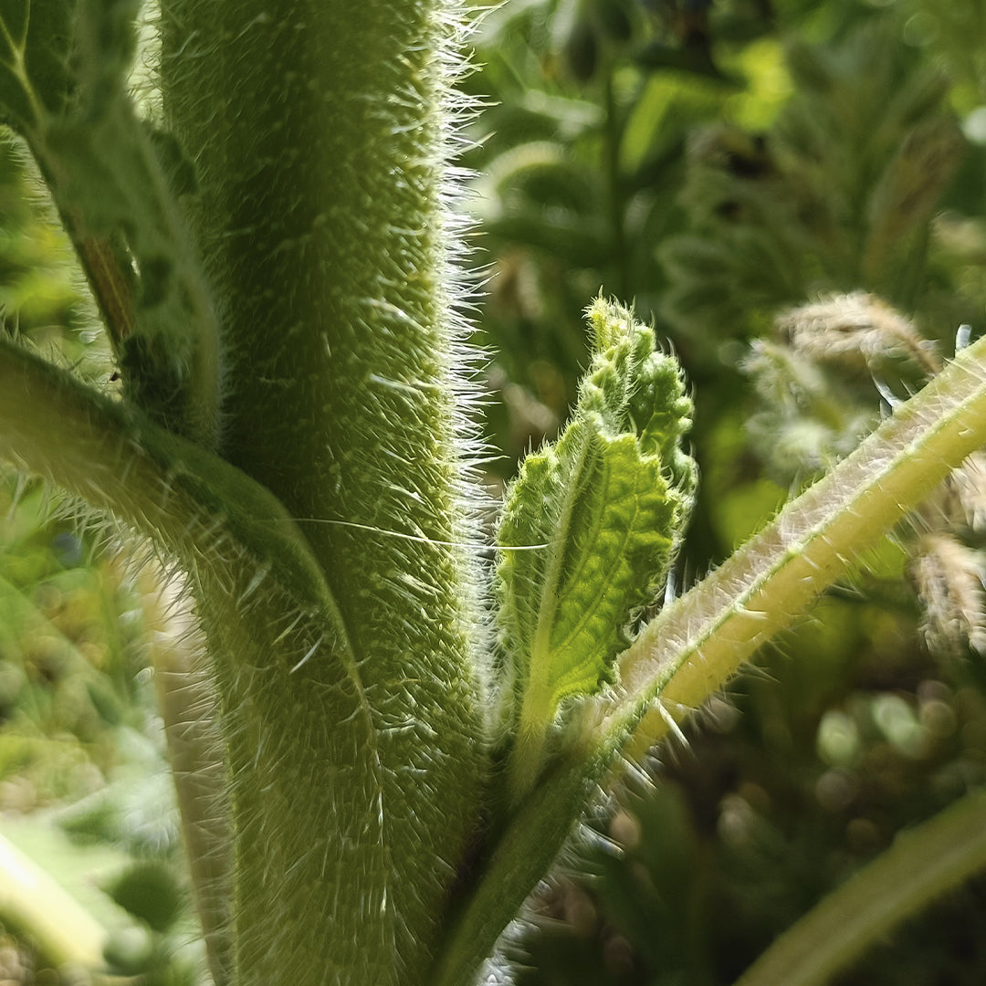 SEMILLAS para siembra - BORRAJA