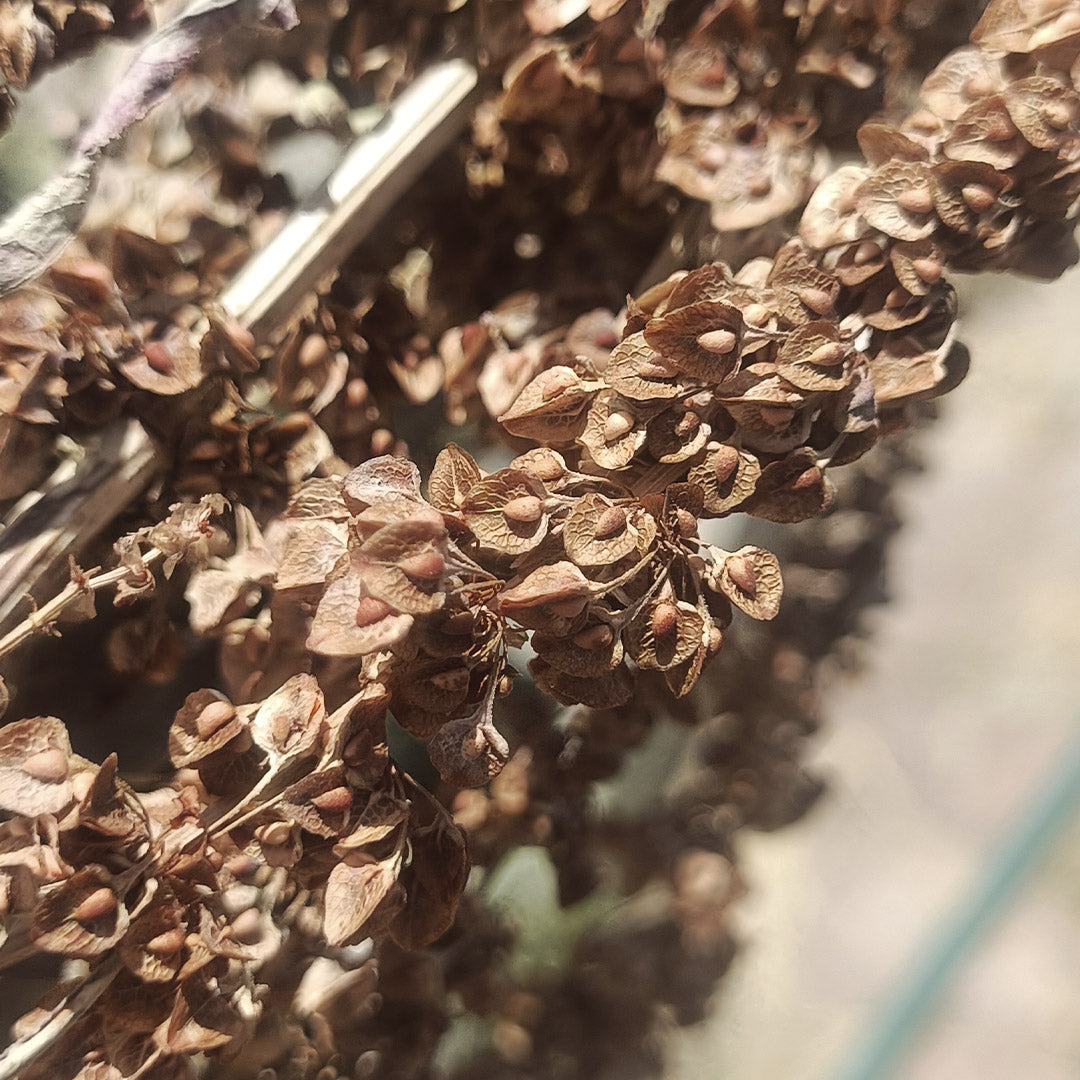 SEMILLAS para siembra - LENGUA DE VACA *Especie Nativa