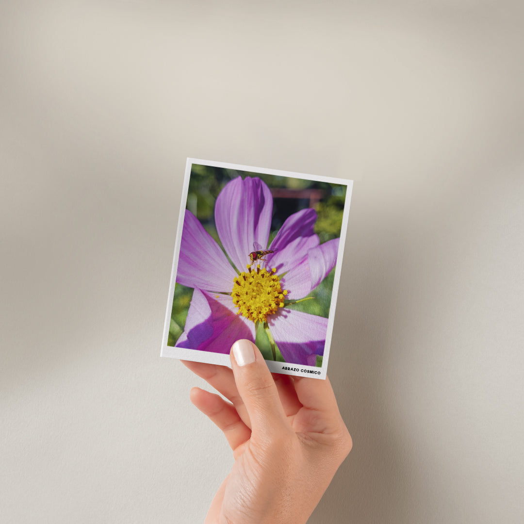 Mosca de las flores sobre Cosmos - Fotografía impresa