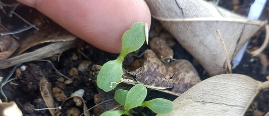 5 formas de cuidar el suelo desde casa