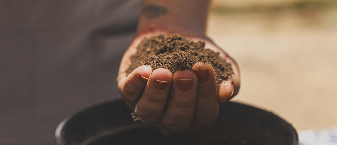 El poder invisible del suelo: donde todo comienza