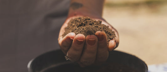 El poder invisible del suelo: donde todo comienza
