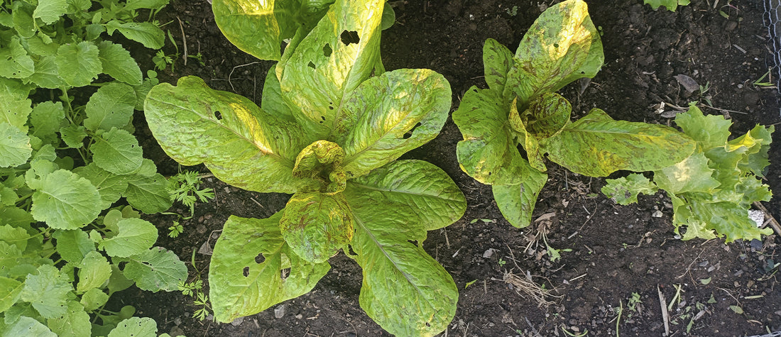Un huerto en casa: el primer paso para volver a la Tierra