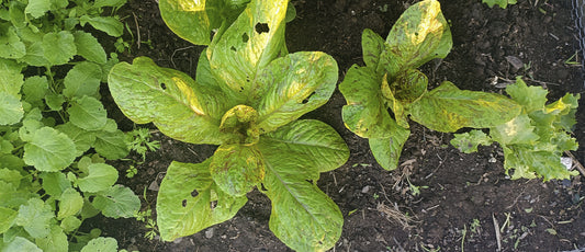 Un huerto en casa: el primer paso para volver a la Tierra