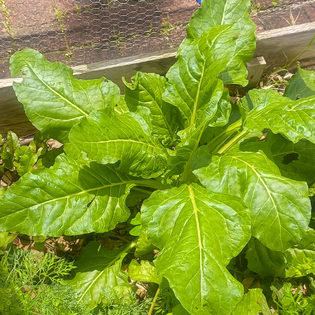 SEMILLAS para siembra - ACELGA