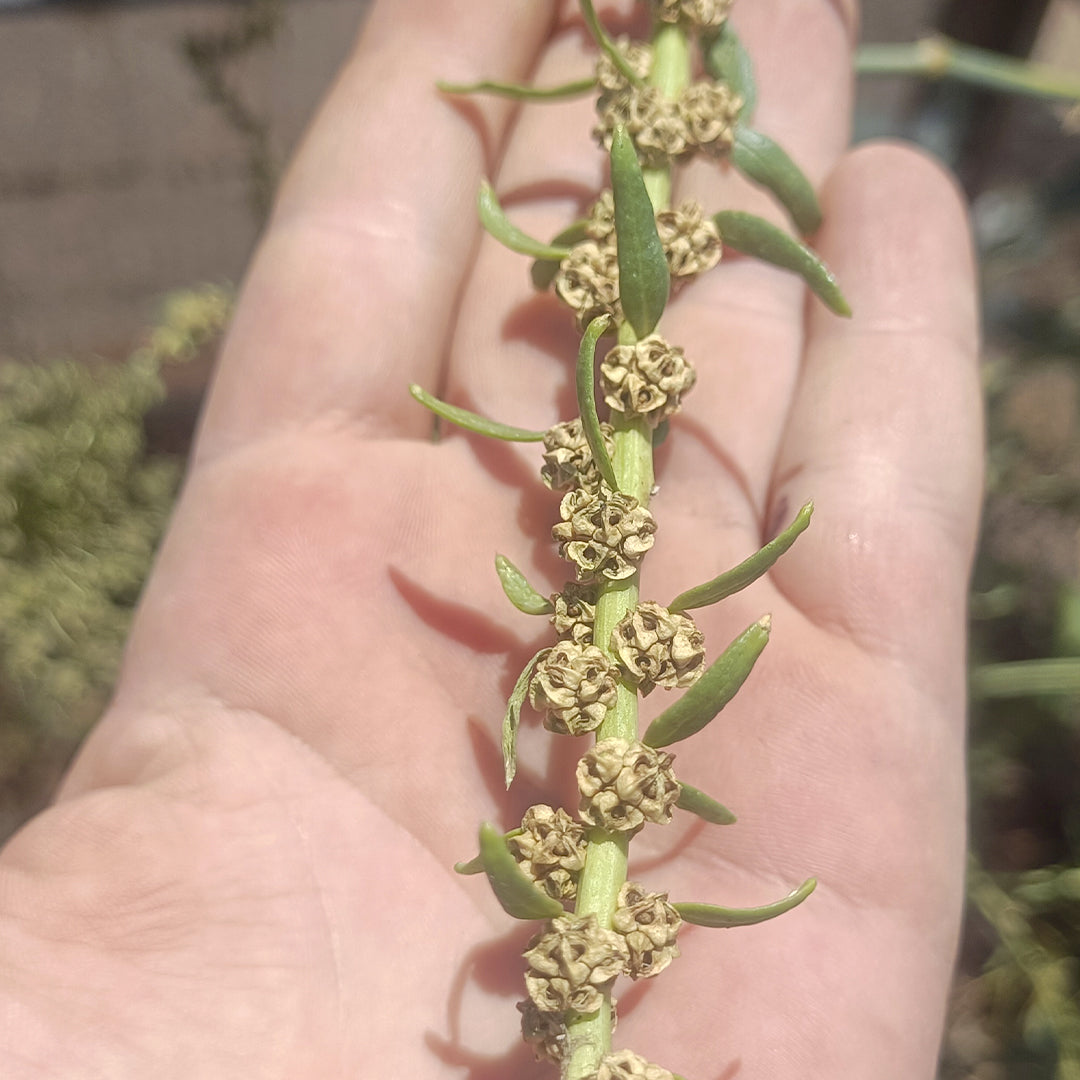 SEMILLAS para siembra - ACELGA