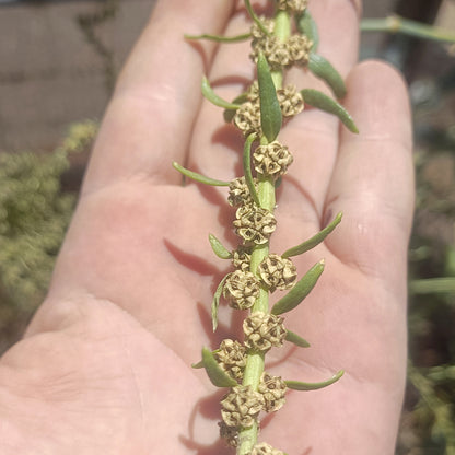 SEMILLAS para siembra - ACELGA