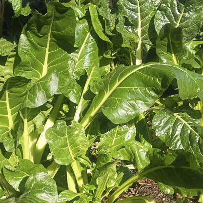 SEMILLAS para siembra - ACELGA