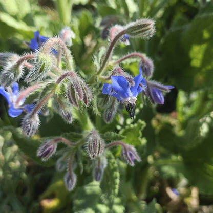 SEMILLAS para siembra - BORRAJA