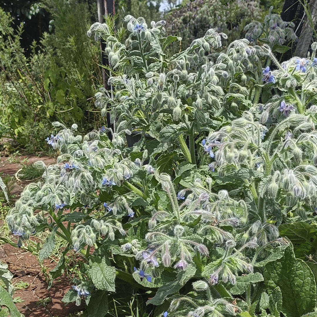 SEMILLAS para siembra - BORRAJA