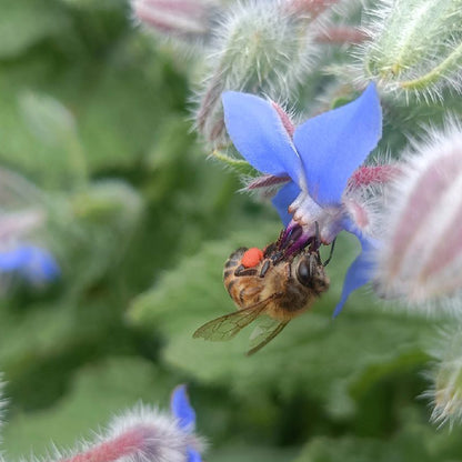 SEMILLAS para siembra - BORRAJA