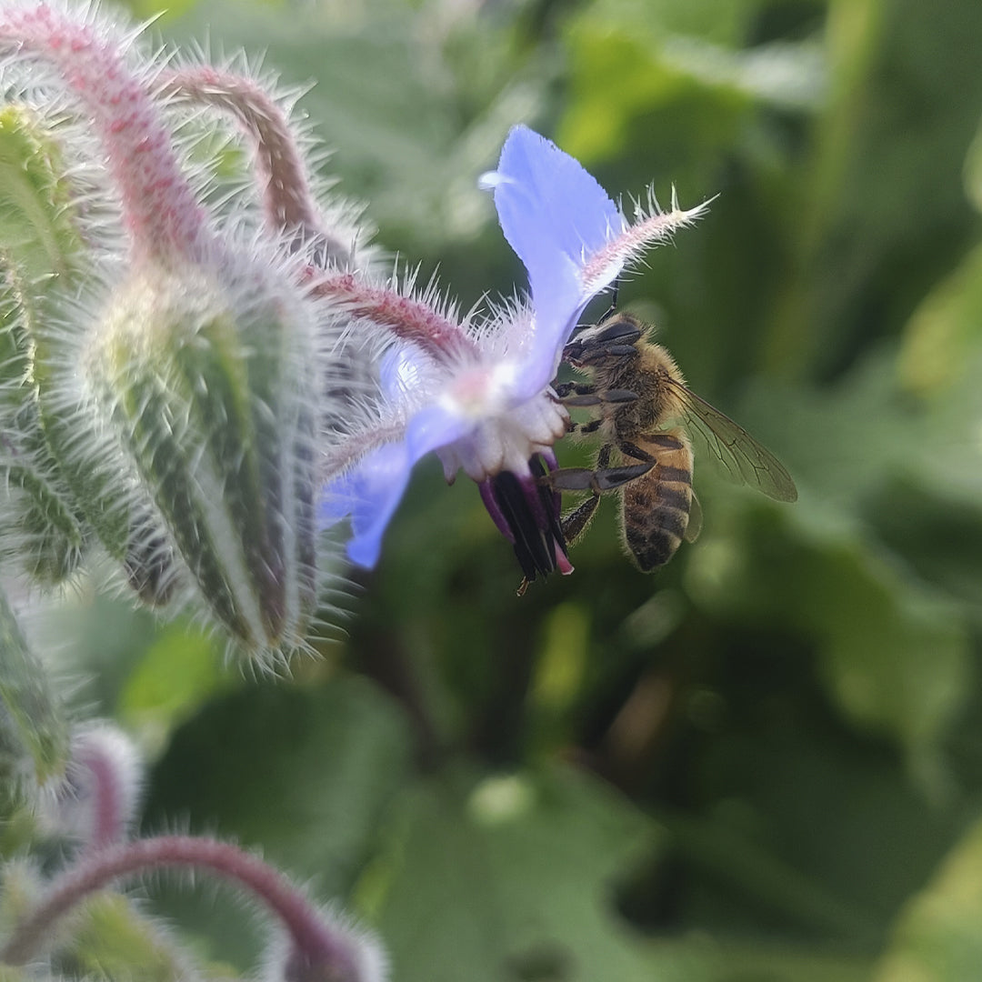 SEMILLAS para siembra - BORRAJA