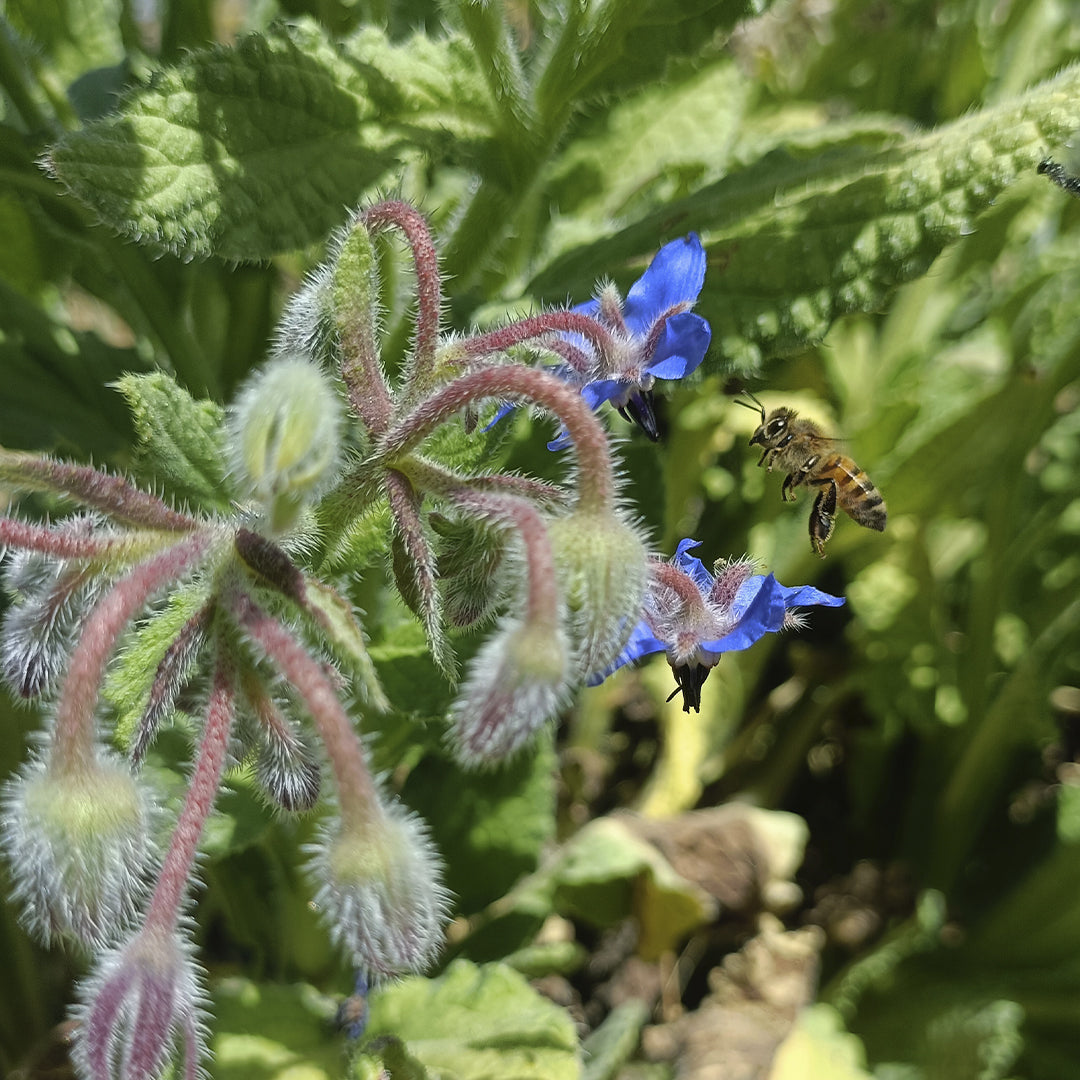 SEMILLAS para siembra - BORRAJA