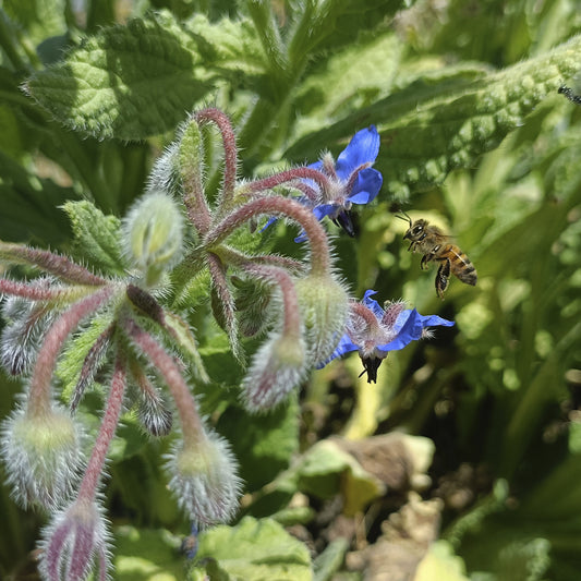 SEMILLAS para siembra - BORRAJA