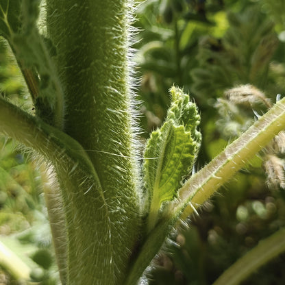 SEMILLAS para siembra - BORRAJA