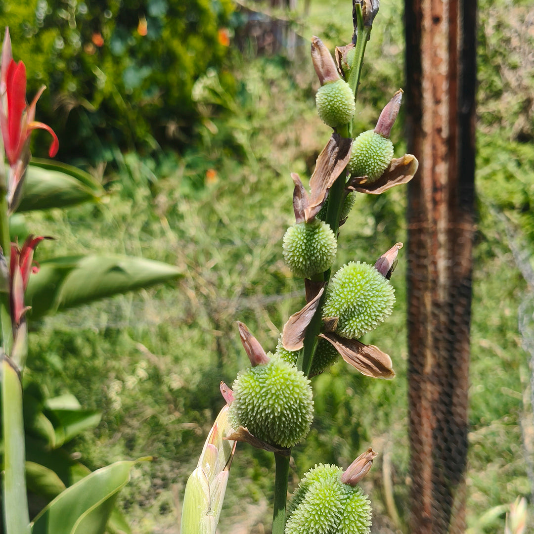 SEMILLAS para siembra - Achira - CANNA INDICA *Especie Nativa