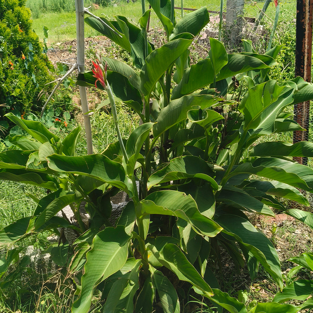 SEMILLAS para siembra - Achira - CANNA INDICA *Especie Nativa