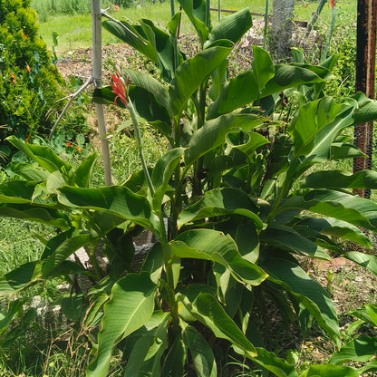 SEMILLAS para siembra - Achira - CANNA INDICA *Especie Nativa