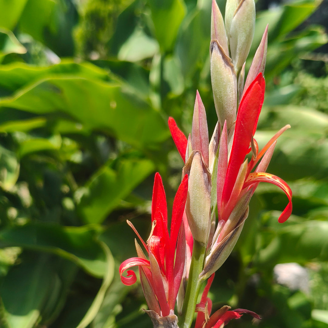 SEMILLAS para siembra - Achira - CANNA INDICA *Especie Nativa