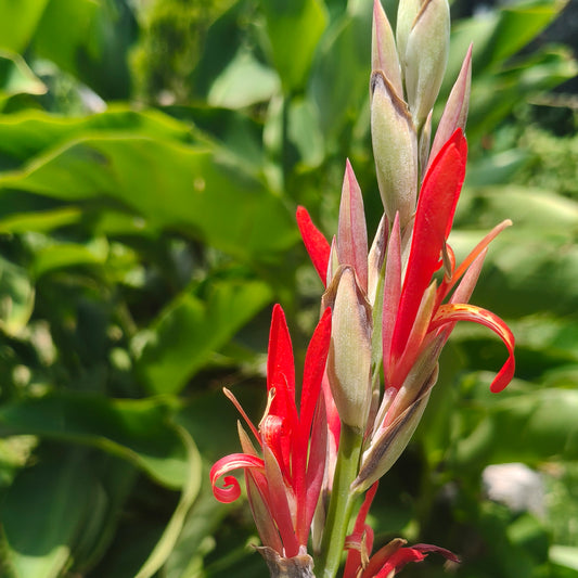 SEMILLAS para siembra - Achira - CANNA INDICA *Especie Nativa