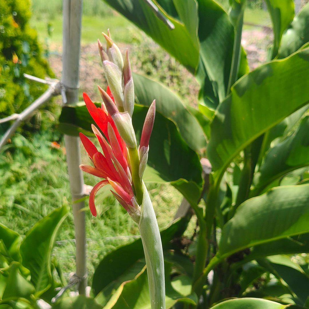 SEMILLAS para siembra - Achira - CANNA INDICA *Especie Nativa