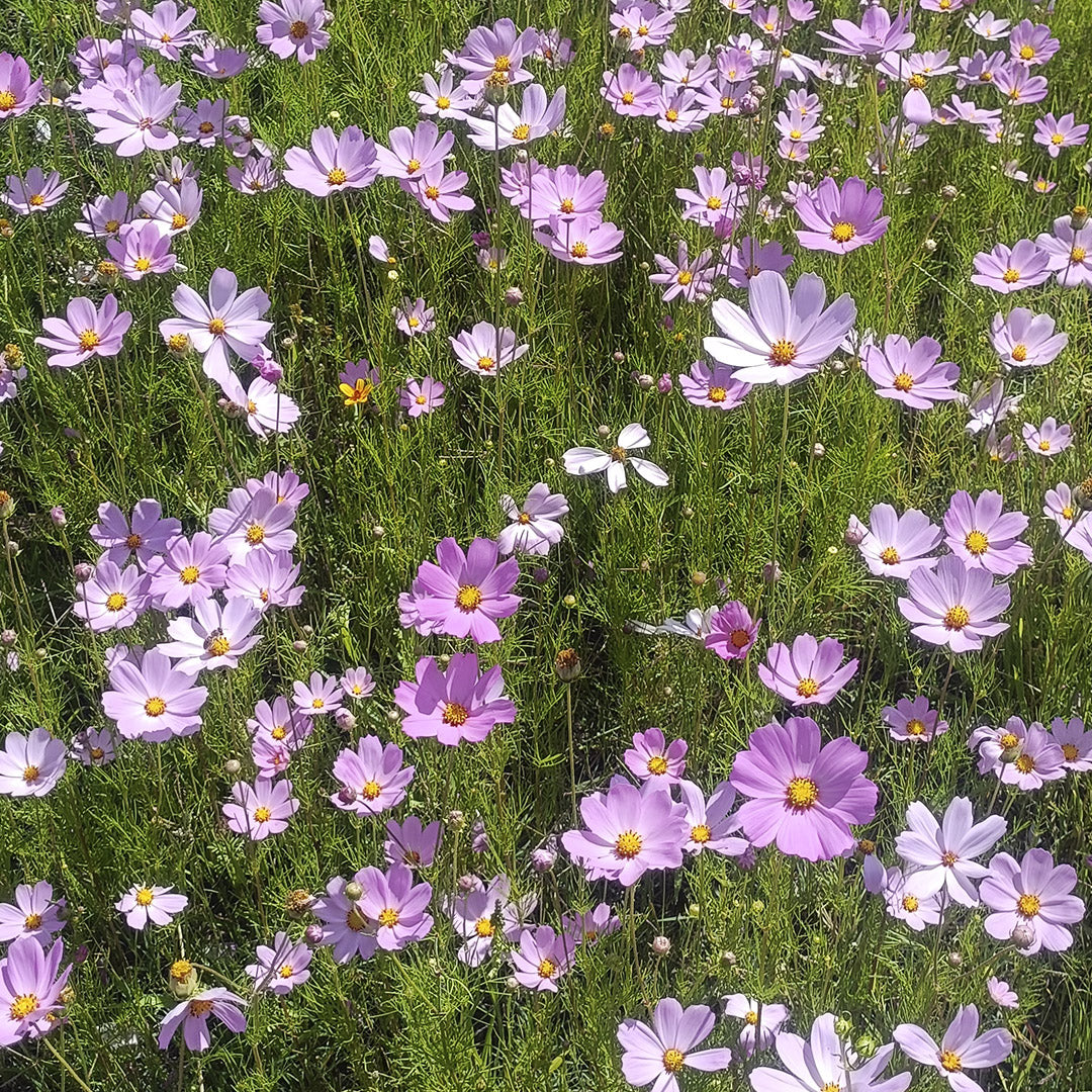 SEMILLAS para siembra - COSMOS *Especie Nativa