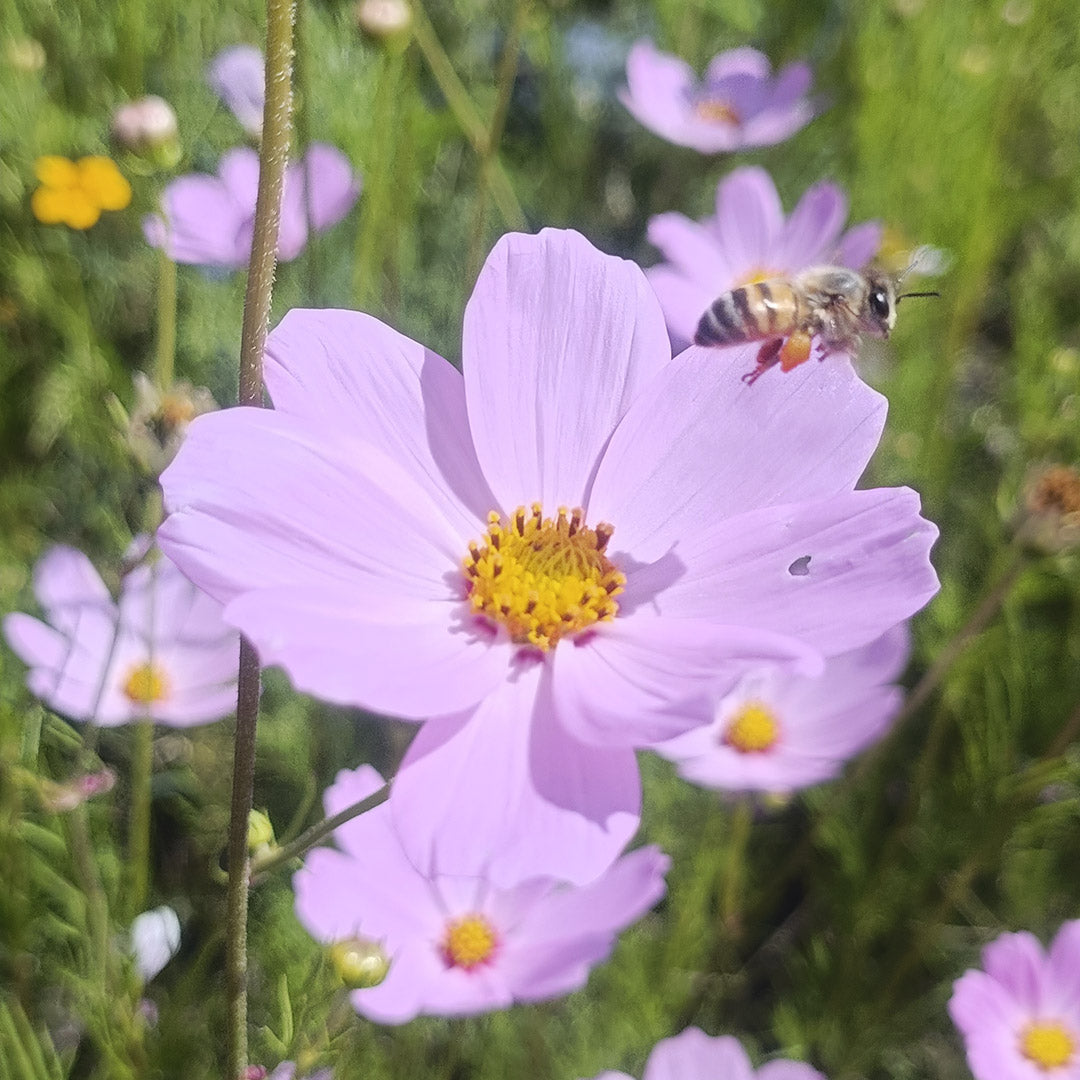 SEMILLAS para siembra - COSMOS *Especie Nativa