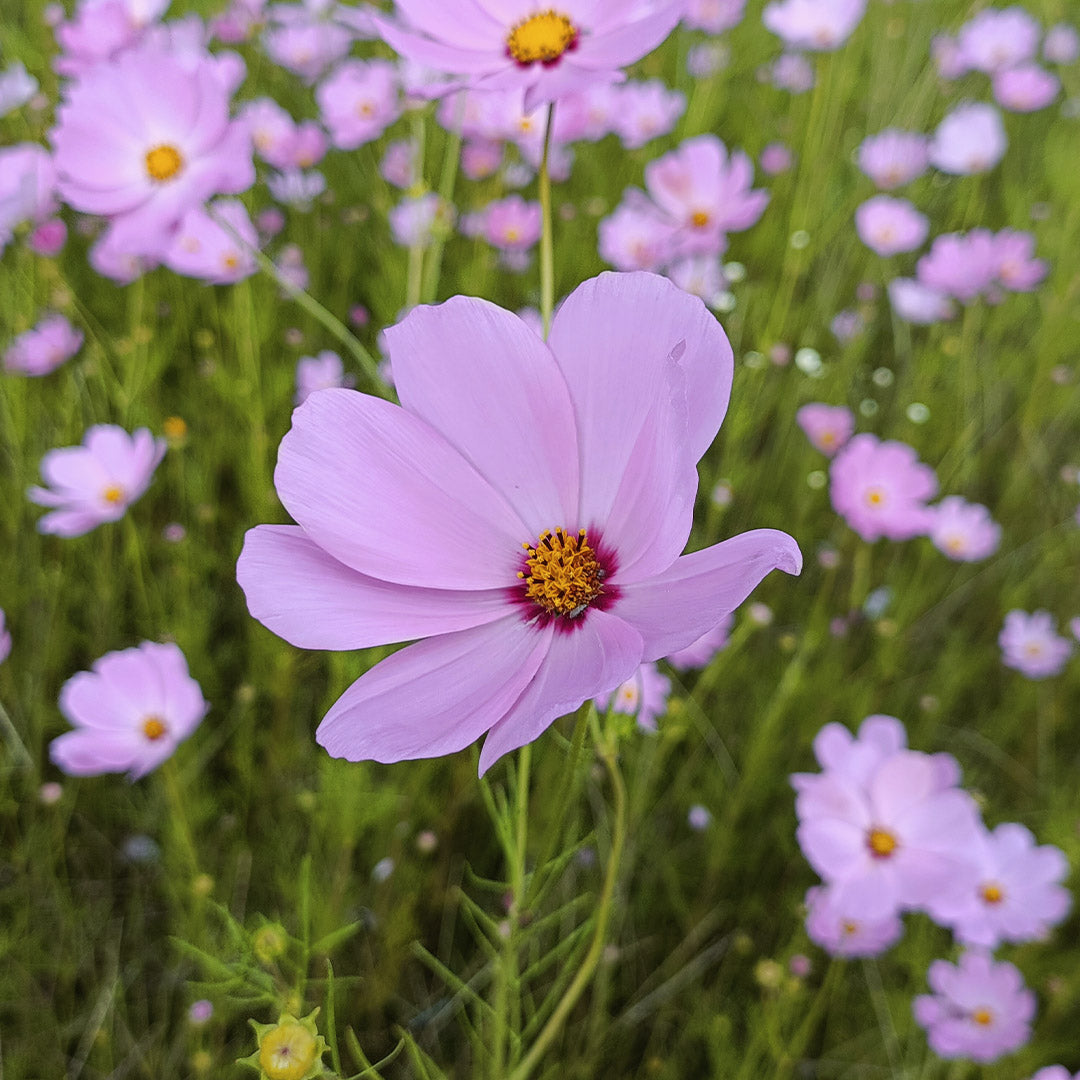 SEMILLAS para siembra - COSMOS *Especie Nativa