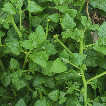 SEMILLAS para siembra - ESPINACA NUEVA ZELANDA