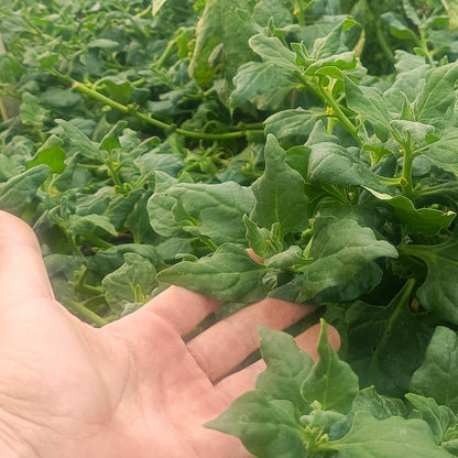 SEMILLAS para siembra - ESPINACA NUEVA ZELANDA