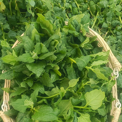 SEMILLAS para siembra - ESPINACA NUEVA ZELANDA