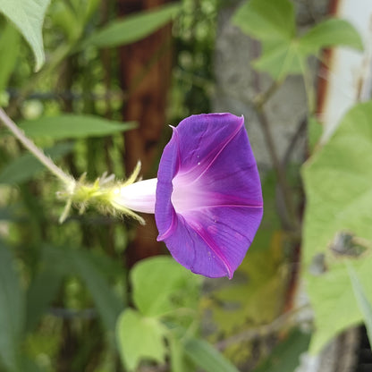 SEMILLAS para siembra - Campanilla Morada *Especie Nativa
