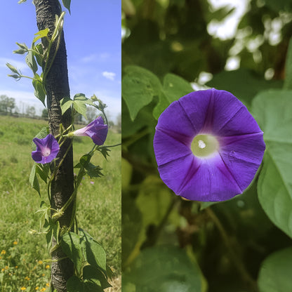 SEMILLAS para siembra - Campanilla Morada *Especie Nativa