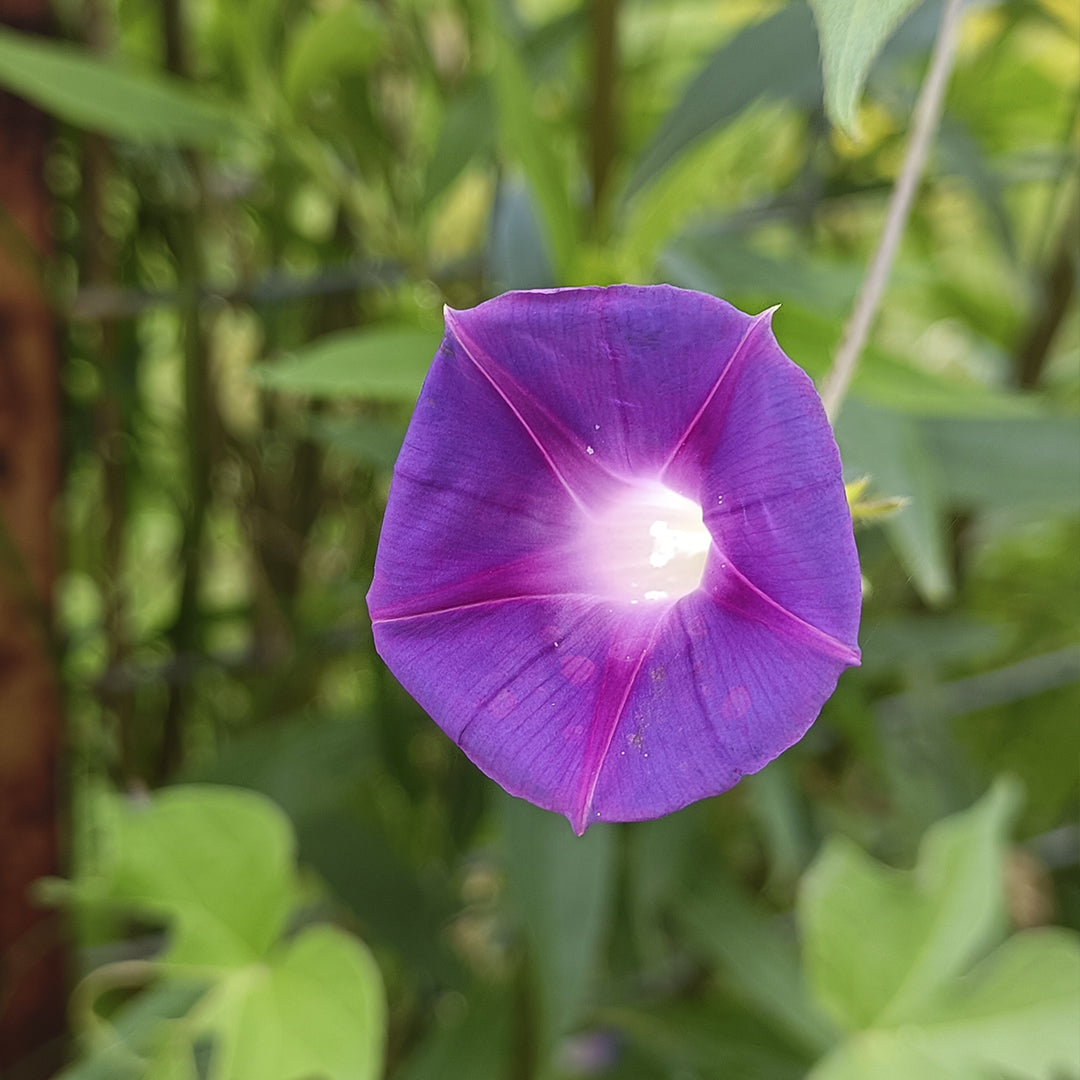 SEMILLAS para siembra - Campanilla Morada *Especie Nativa