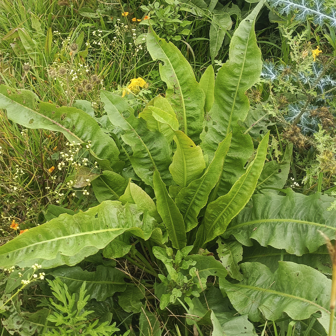 SEMILLAS para siembra - LENGUA DE VACA *Especie Nativa