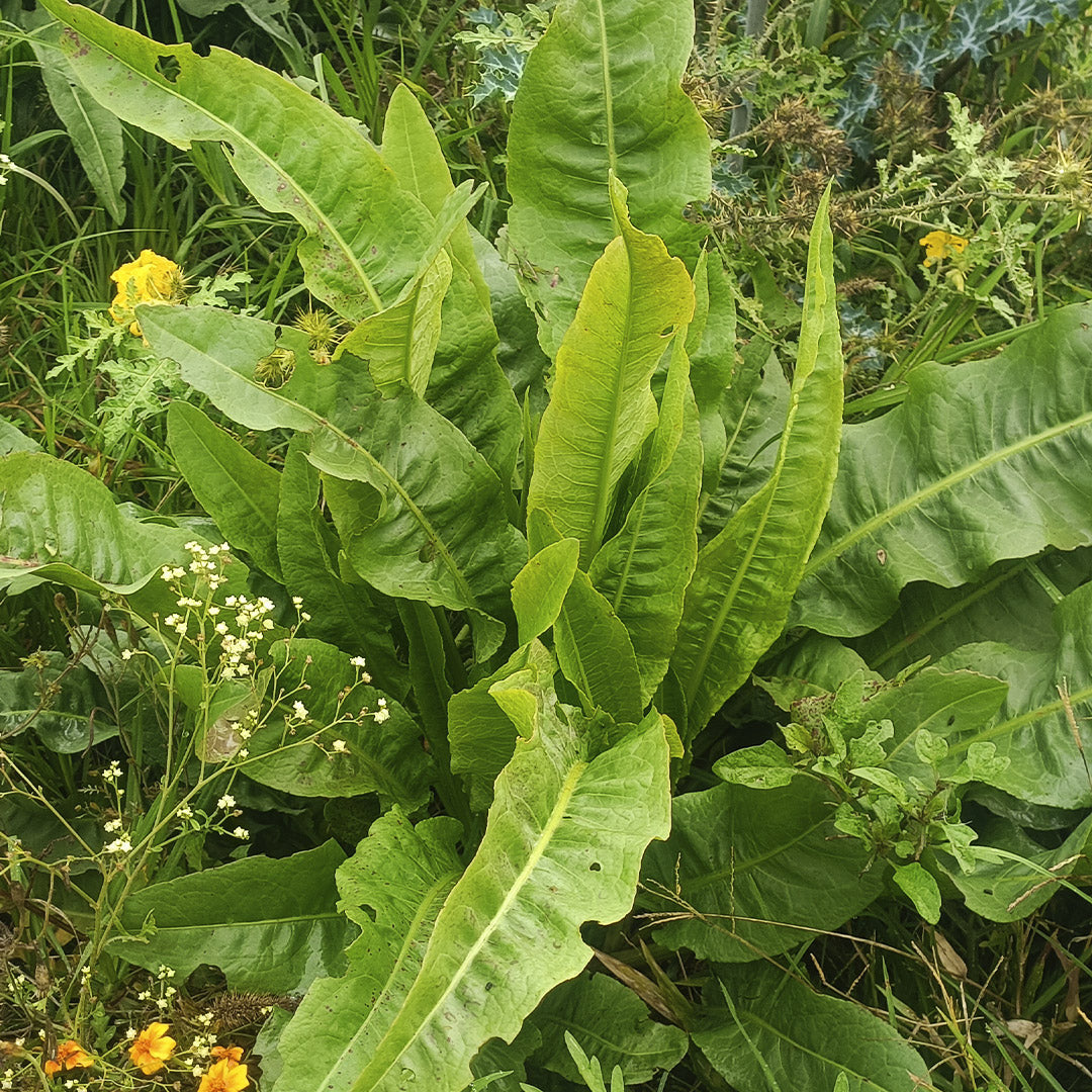 SEMILLAS para siembra - LENGUA DE VACA *Especie Nativa