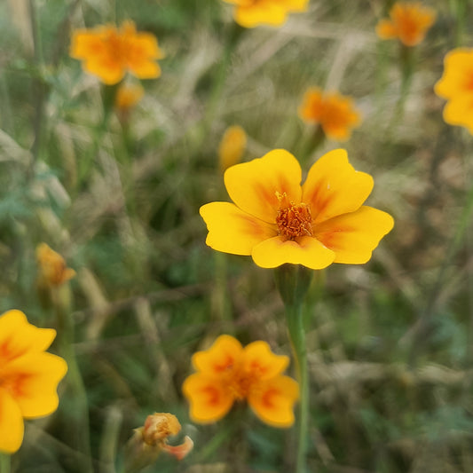 SEMILLAS para siembra - CEMPASUCHIL DE CAMPO *Especie Nativa
