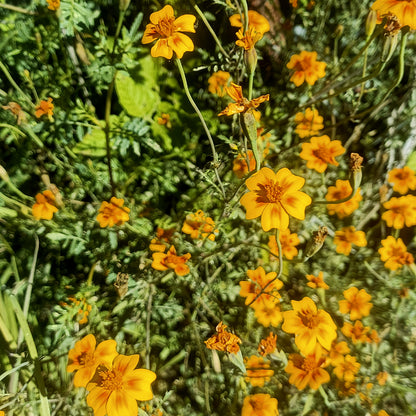 SEMILLAS para siembra - CEMPASUCHIL DE CAMPO *Especie Nativa