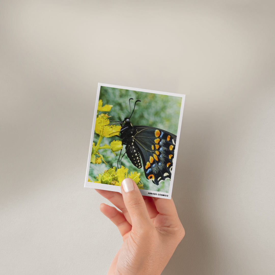 Mariposa cometa negra sobre Ruda - Fotografía impresa