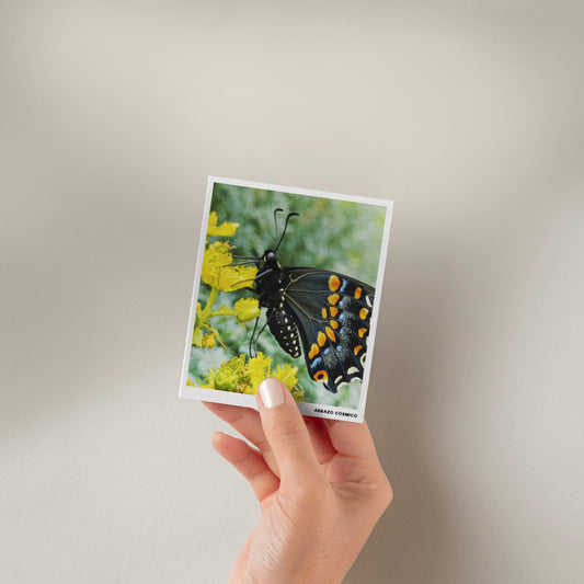 Mariposa cometa negra sobre Ruda - Fotografía impresa