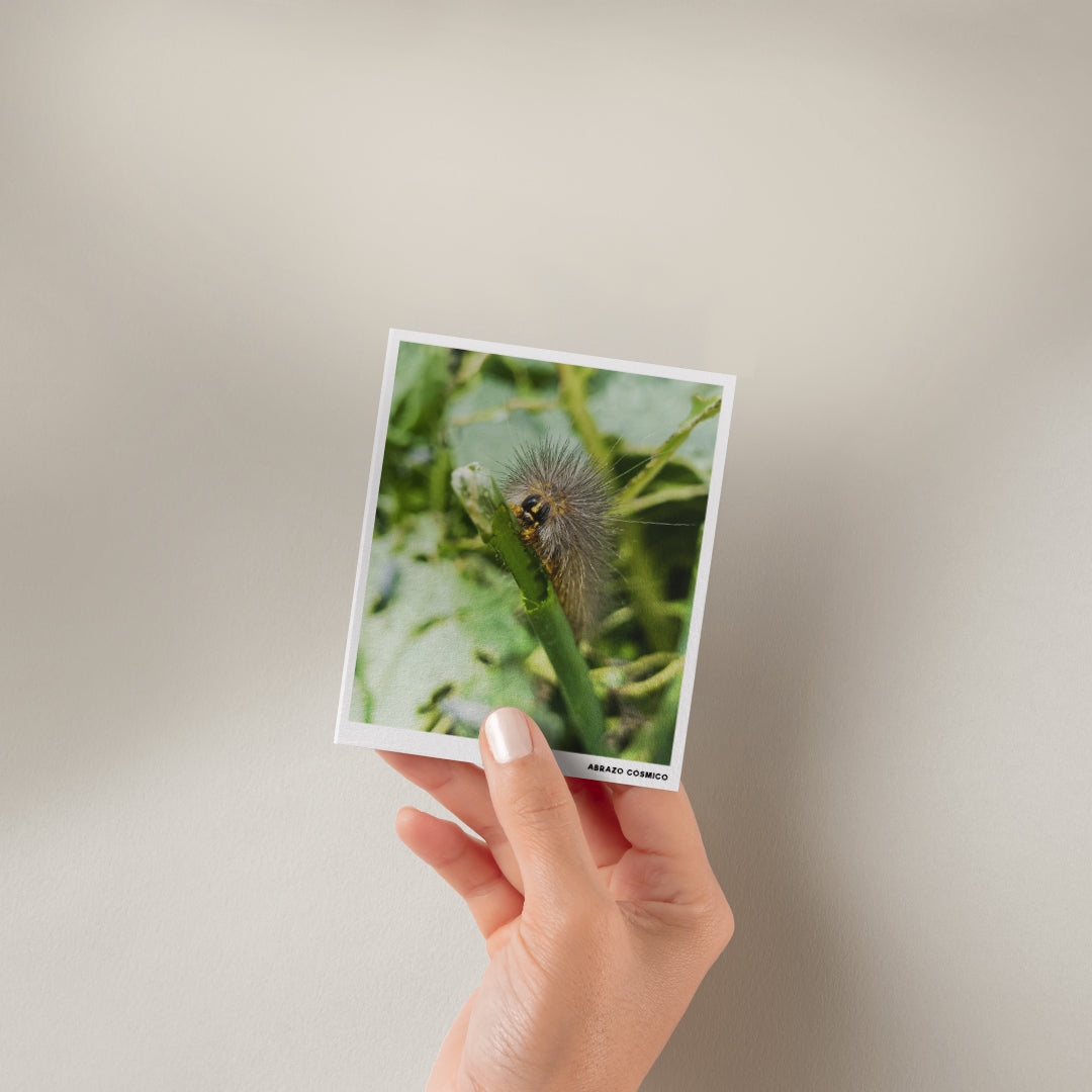 Oruga peluda - Fotografía impresa