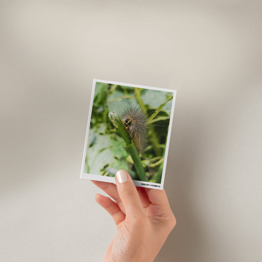 Oruga peluda - Fotografía impresa