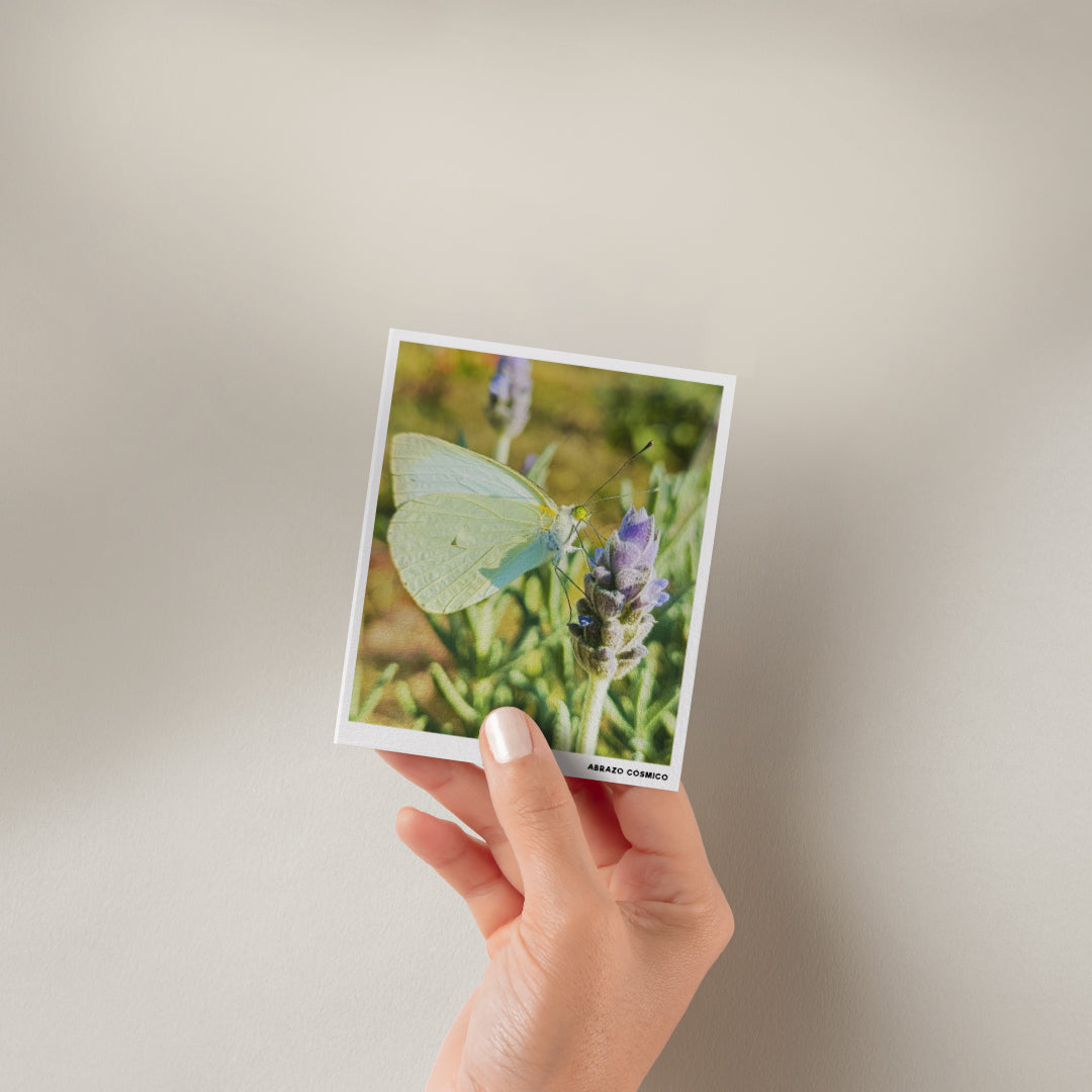 Mariposa blanca de las hortalizas - Fotografía impresa