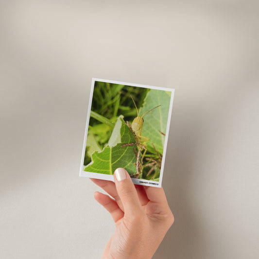 Hola Chapulín - Fotografía impresa